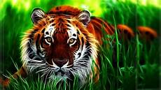 Home Screen Tigers Wallpaper 3d by 76 Tiger Hd Wallpapers On Wallpaperplay Home Screen Tigers Wallpaper 3d