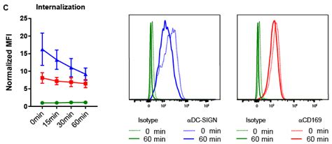 Activation of CD8+ T Cell Responses after Melanoma Antigen Targeting to ...