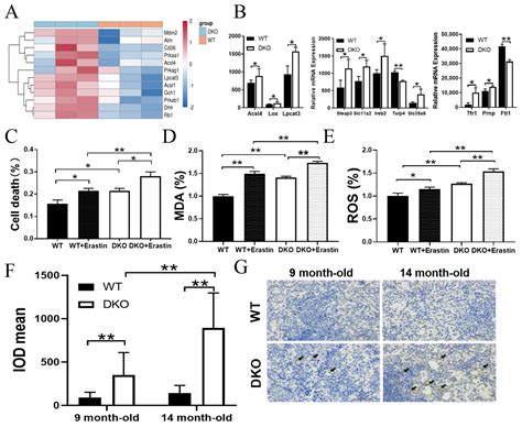 Per1/Per2 knockout Affects Spleen Immune Function in Elderly Mice via ...