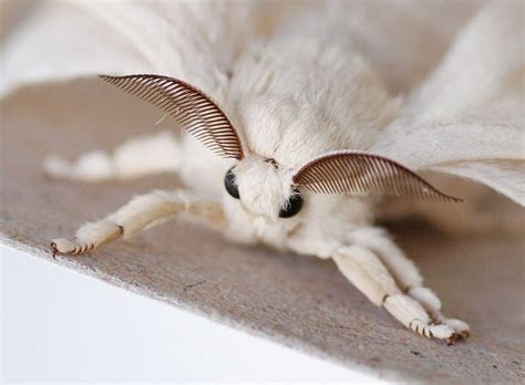 Image result for Moth Corpse Bride Stencil