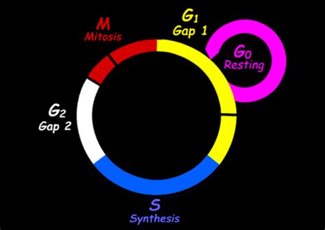 Image result for Crash Course Cell Cycle