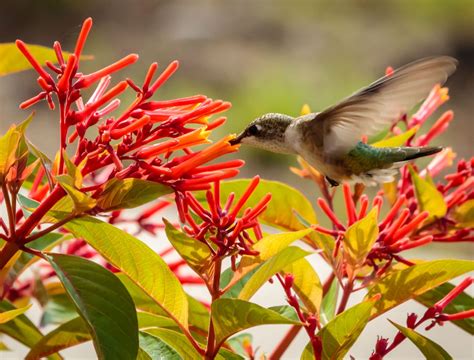 Year-Round Hummingbird Plants That Keep Your Garden Buzzing