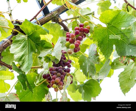 Muscat Grape Stock Photos & Muscat Grape Stock Images - Alamy