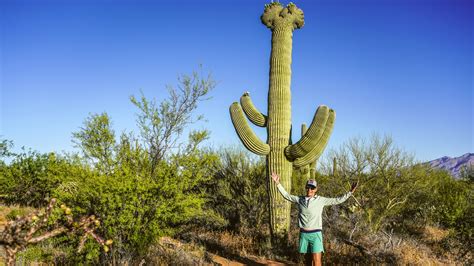 Crested Saguaro Cactus a Wonder of the Sonoran Desert