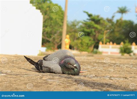 The Dove On Floor. Royalty-Free Stock Photo | CartoonDealer.com #90653769