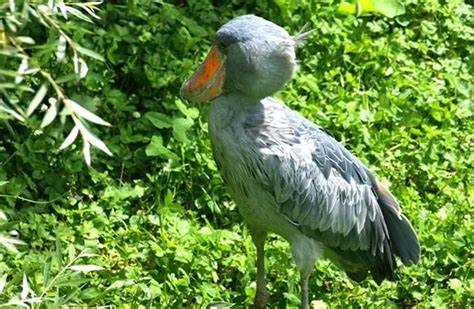 Image result for JavaFX Mobile-App Sample