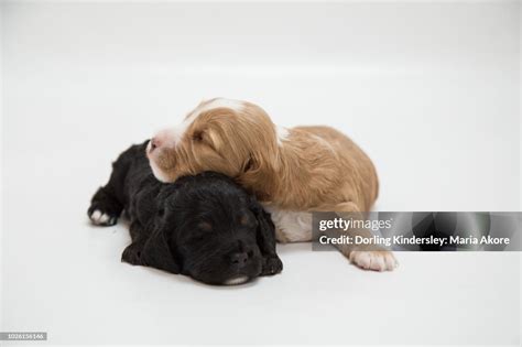 2 Week Old Cockapoo 的图像结果