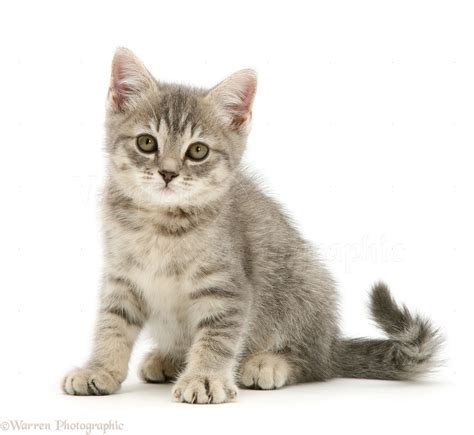 Grey tabby kitten sitting photo WP27675