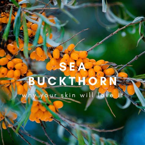 Why Your Skin Needs Sea Buckthorn Oil: The Science Behind The Glow