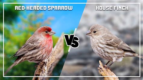 Red-Headed Sparrow vs House Finch: 7 Key Differences