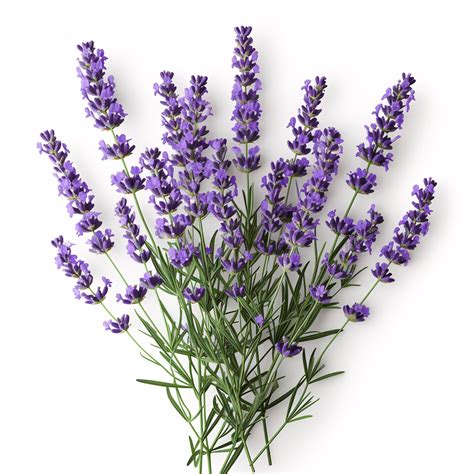 Lavender Flowers Turning White at Misty Orth blog