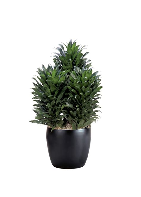 Dracaena Compacta Bush | Phillip's Interior Plants & Displays