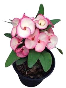 Light Pink Healthy Live Euphorbia Mili Plant By AICH PLANT AND SEEDS ...