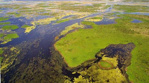 EN NUESTRA OPINIÓN: Tallahassee debe salvar los Everglades | El Nuevo ...