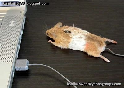 Computer Mouse Real Object 的图像结果