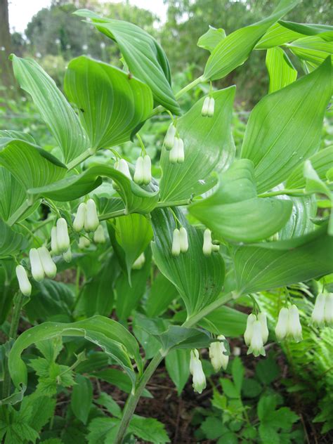 Solomon’s seal | Plant-Lore