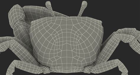 Fiddler Crab Sitting Pose with Fur 3D model | 3D Molier International