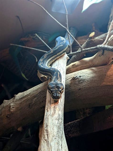 Image result for Reptile Python Cage