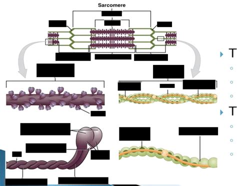 Sarcomere Quiz