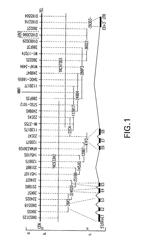 WWOX: a tumor suppressor gene mutated in multiple cancers - Eureka ...