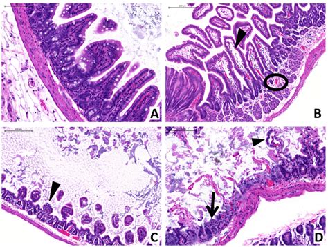 Passive Immunotherapy Protects against Enteric Invasion and Lethal ...