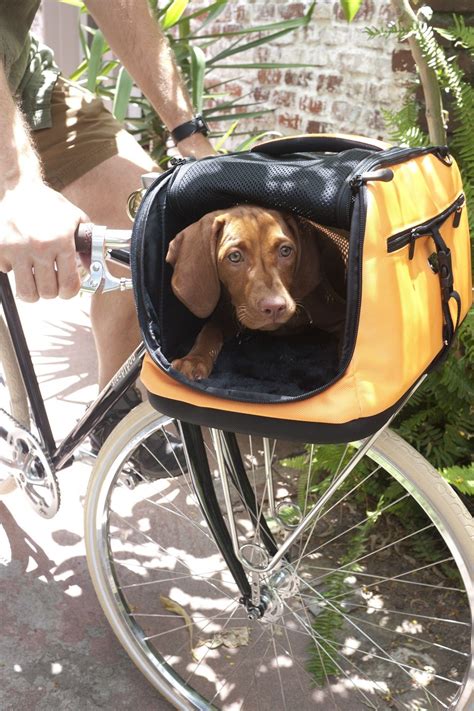 Go Outdoors Dog Bike Carrier at Troy Ritchie blog
