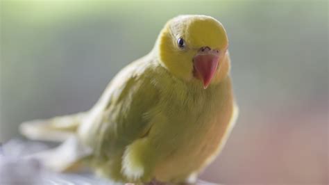 Download wallpaper yellow, bird, parrot, section animals in resolution ...