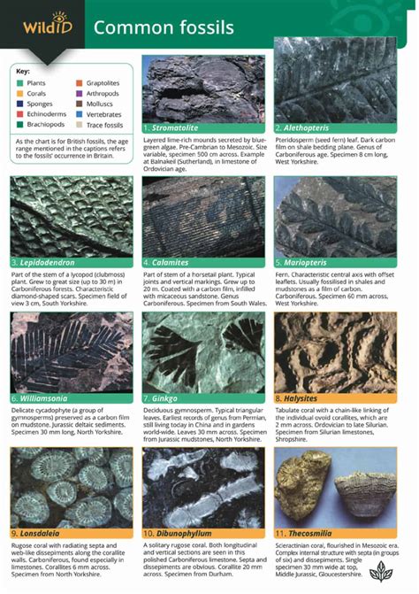 Marine Fossil Identification Guide Analysis Of Fossil ID Guides