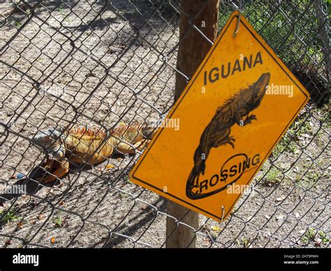 A colorful iguana in its enclosure at the Octagon Wildlife Sanctuary in ...