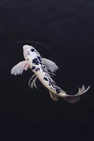 Vastu for Fish aquarium: Where to place aquarium in living room? | BhuMe