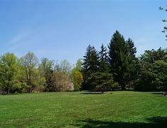 Image result for treed