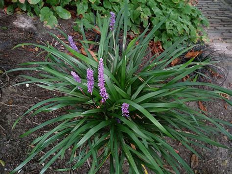 Liriope spicata - Leliegras, Lily turf, 湖北麦冬 (Hubeimaidong) | Hortus ...