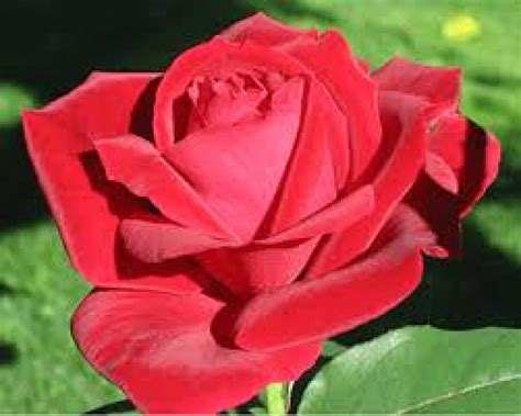 Oklahoma State Flowers | HPPR