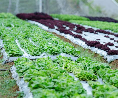 Organic Agriculture 的图像结果