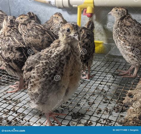 Little Baby Quails are Growing Up Nicely Stock Photo - Image of bird ...