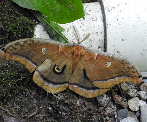 Polyphemus moths and their life cycles