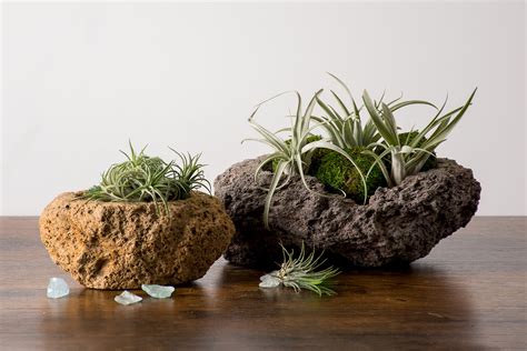 Air Plant Display Ideas 的图像结果