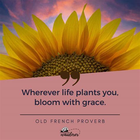 Sunflower Quotes | Embrace the Sunshine | Everyday Wanderer