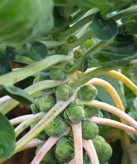 How to grow brussels sprouts: guide to planting and growing | Homes and ...