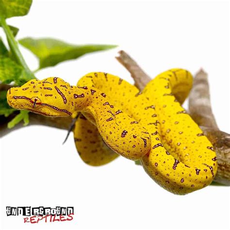 Image result for Manokwari Green Tree Python