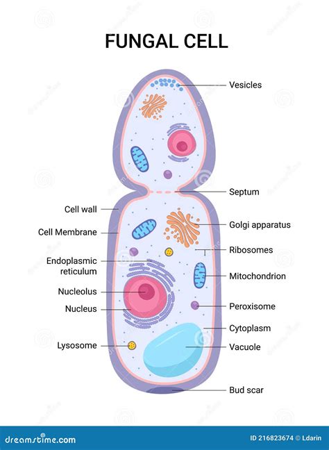Structure Of Candida Albicans. Infographics. Vector Illustration On Background | CartoonDealer ...