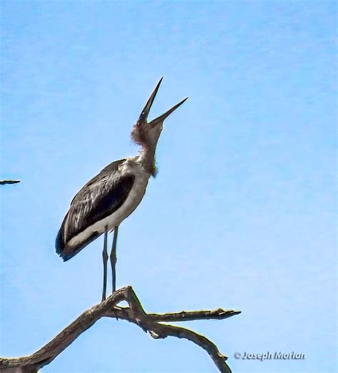 Marabou Stork | BirdForum