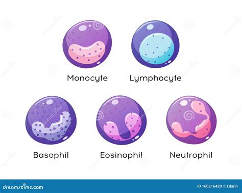 Vector Set of White Blood Cells. Monocyte, Lymphocyte, Eosinophil ...