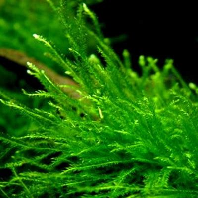 Taxiphyllum barbieri