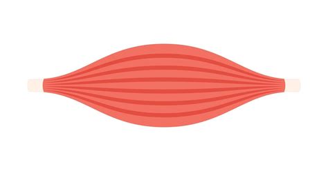 muscles flat illustration 17260373 Vector Art at Vecteezy