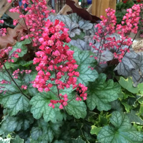 Heuchera coral bells online