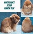 Image result for Holland Lop Rabbit Cute