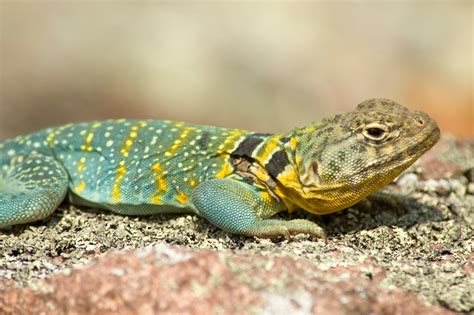 Lizard Facts | Missouri Department of Conservation
