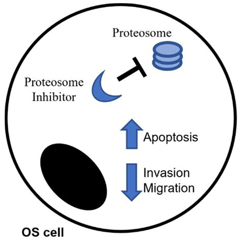 Osteosarcoma in Children: Not Only Chemotherapy