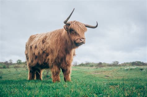 highland cattle animals, HD Wallpaper | Rare Gallery